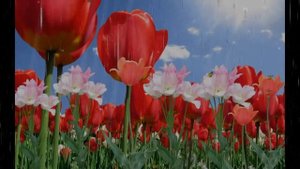 Три бабочки