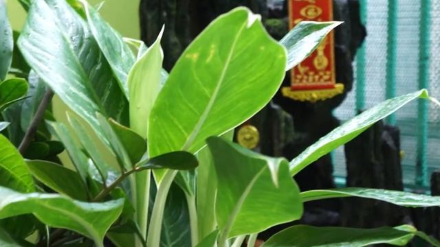 clip review  video for camera Sony nex C3 + 18-55mm смотреть онлайн