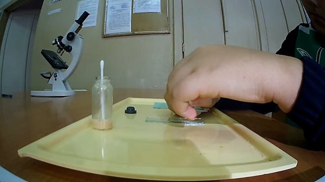 Исследование дрожжей