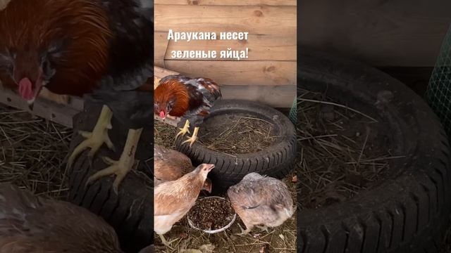 Зеленые яйца от АРАУКАНА. #экотрадиции #курынесушки #породныекуры #араукана #яйцозеленое