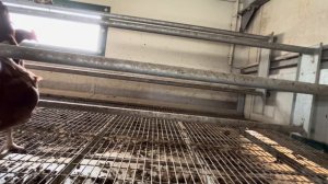 Ферма в Германии.Мобильный курятник,размеры и яйца ?