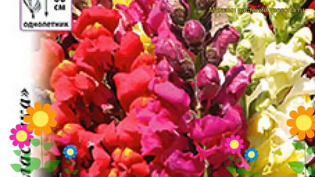 Львиный зев обыкновенный Тетра. Краткий обзор, описание характеристик antirrhinum majus смотреть онлайн