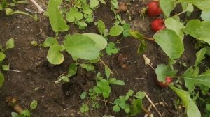 Редиска - какой сорт выбрать