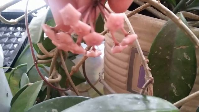 ХОЙЯ: Как цветет ХОЙЯ/Опять снег/ смотреть онлайн