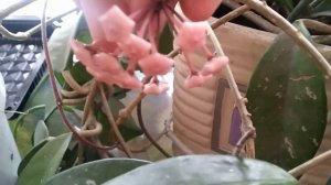 ХОЙЯ: Как цветет ХОЙЯ/Опять снег/