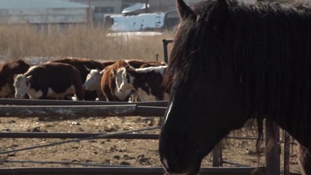 От выращивания зерна – до разведения коров и коневодства // "Новости 49" 17.03.22 смотреть онлайн