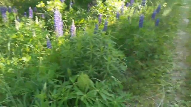84. Заросли люпинов на моей даче. смотреть онлайн