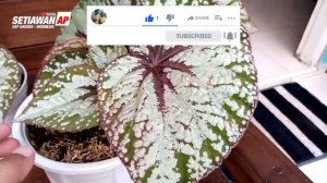 Mengenal Tanaman Hias Begonia Christmas KitKat atau Begonia Rhizomatous Kit Kat - SAP Garden