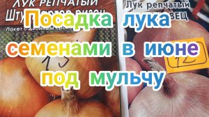 Первая посадка лука семенами в июне под мульчу.