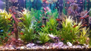 Домашний аквариум, после запуска в 2023 году