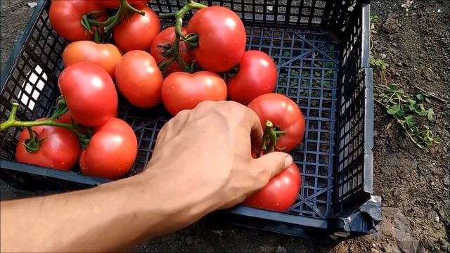 ОБЗОР! РОЗОВЫЙ ТОМАТ ФЕНДА НА 28 МАЯ 2020 ГОД смотреть онлайн