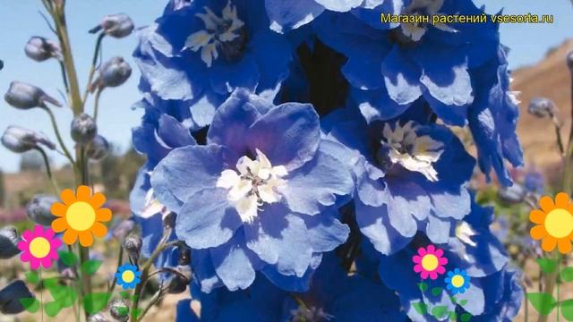 Дельфиниум культурный М.Ф. Мид Блю виз Вайт Би. Краткий обзор смотреть онлайн