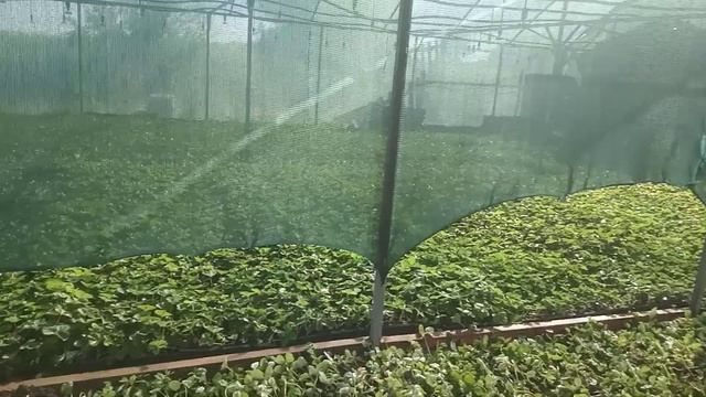 делаем рассадник для клубники из дерева #клубника#виноград#рассада