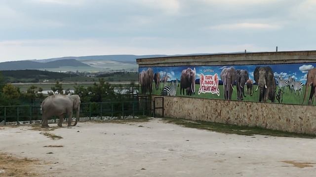 Магда и Дженни полюбили свой новый дом! Elephants in the Crimean Taigan! смотреть онлайн