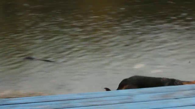 Бегущие собаки на Озере. MVI 3401 смотреть онлайн