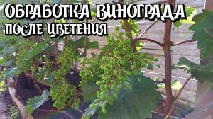 ОБРАБОТКА ВИНОГРАДА после цветения.
