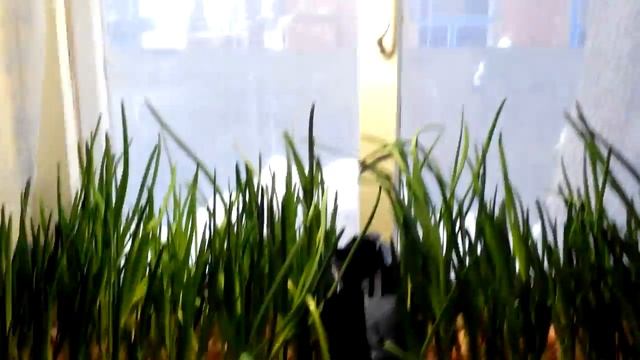 Выгонка лука на перо. Гиацинты к 8 марта. смотреть онлайн