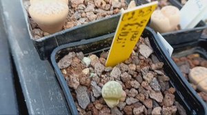 Lithops.Литопсы.Обзор литопсов в сентябре.