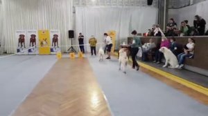 Бишенели Зена Лучший Юниор Породы на выставке собак МОНО 20.09.2020г спасибо Круценко Е эксперту