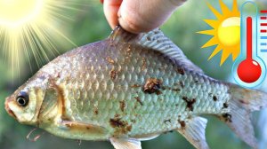 Как ловить карася в жару? Где искать карася в жару?На что клюет карась жару лучше всего?