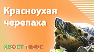 Красноухая черепаха