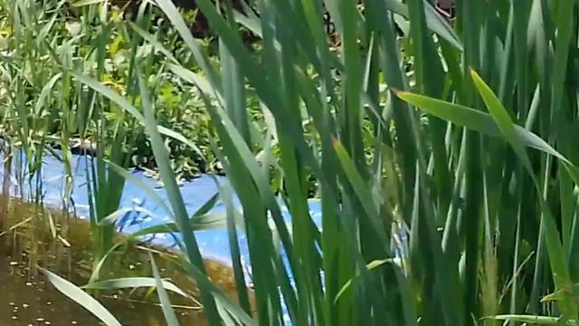 Пруд своими руками из бетона с биоплато. Водные растения,нимфея выбросила второй цветок. смотреть онлайн