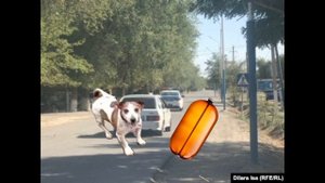 Кега Делает Собаке Джага Джага