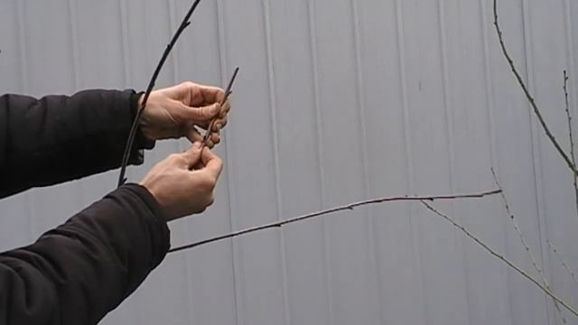 Весенняя перепрививка вишни на черешню