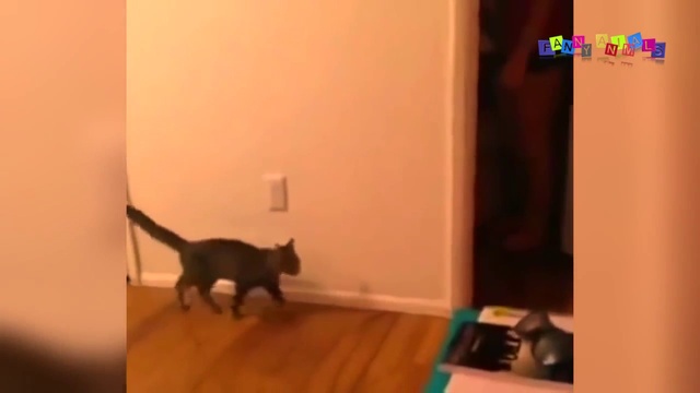 Смешные коты и кошки. Прикольные видео. Пугливые кошки.