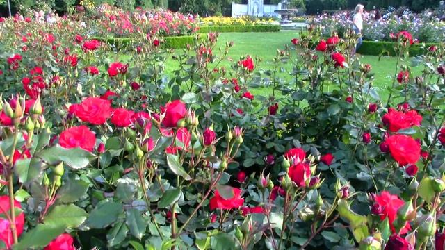 Вена.Народный парк и Дворцовый парк. Экскурсии в Вене www.austriadeluxe.at смотреть онлайн