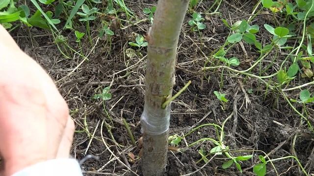 КАК ПРИВИТЬ ЯБЛОНЮ ОДНИМ ГЛАЗКОМ ЛЕТОМ.ОКУЛИРОВКА ДВУМЯ СПОСОБАМИ.