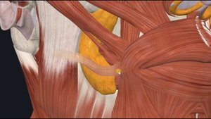 Мышца смеха (m. risorius) 3D Анатомия