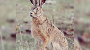 Охота на зайца зимой петлями и капканами|Охота На Зайца