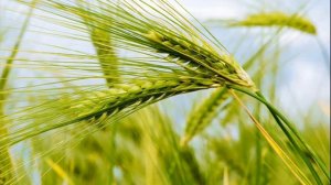 Веселые Украинские песни - Зеленеє жито, зелене