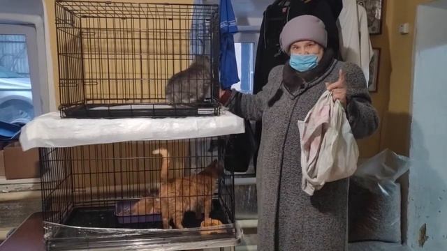 Нужна помощь в стерилизации кошек! SOS! Помощь животным.