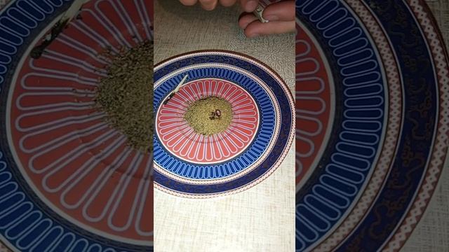 Окуривание Кыста Аль-Хинди
