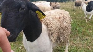 Чистые бараны Дорпер ..кфх семейная ферма #дорпер #кфхсемейнаяферма #фермерроман #dorper