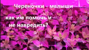 Гортензии. Череночки - малаши. Как помочь?
