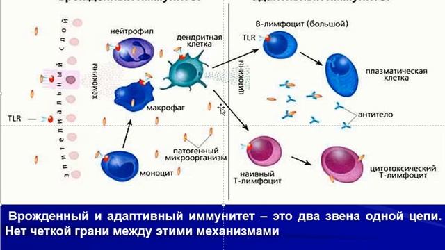 1. Общие понятия об иммунитете Радаева Ольга Александровна