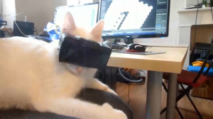 Кот и виртуальная реальность