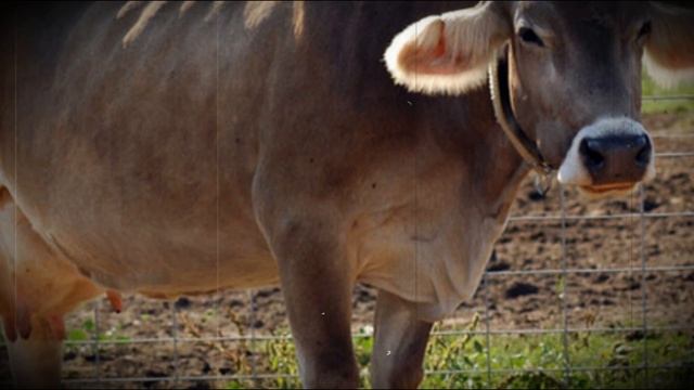 Глисты у телят и коров снижение продуктивности всего стада смотреть онлайн