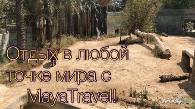 Зоопарк в Эльче! смотреть онлайн