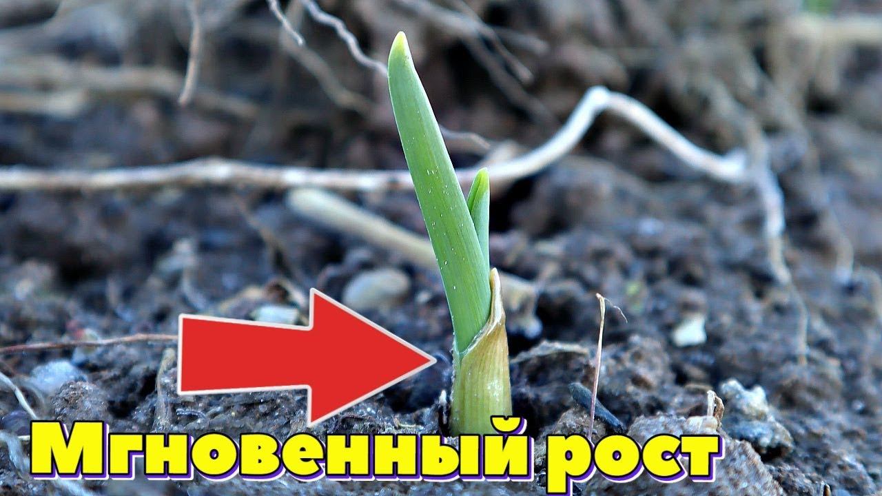 Сразу после всходов озимого чеснока сделайте это головки вырастут богатырскими!