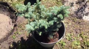 ПОСАДКА ХВОЙНЫХ. ЕЛЬ ГЛАУКА, ЕЛЬ ХУПСИ,