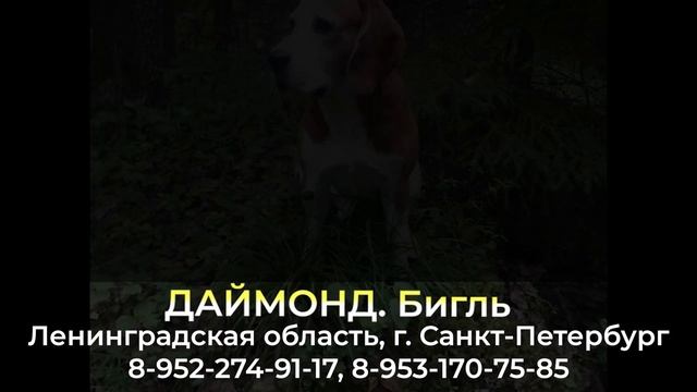 Пропала собака ! ДАЙМОНД , Ленингадская область , г. Санкт-Петербург смотреть онлайн