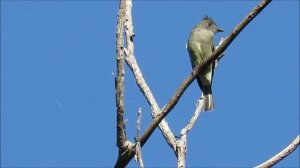 Burlisto chico ((Contopus cinereus).