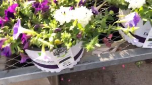 Home Depot Garden Flowers | Spring 2021