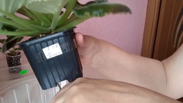 Пересадка фиалки. Надо ли обрывать листья после цветения. смотреть онлайн