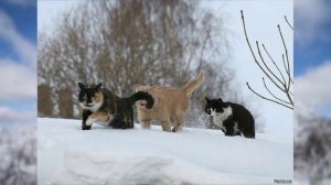 Кошачьей поступью...