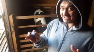 ВЗВЕШИВАЕМ ТЕЛОЧКУ В ОДИН МЕСЯЦ